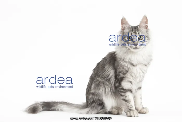  : Turkish Angora Kitten in the studio