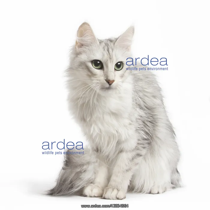  : Turkish Angora Kitten in the studio
