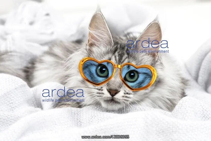  : Turkish Angora Kitten wearing heart-shaped glasses