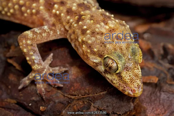 : Turkish Gecko : Turkish Gecko