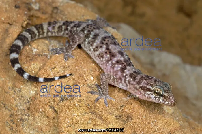 : Turkish Gecko : Turkish Gecko