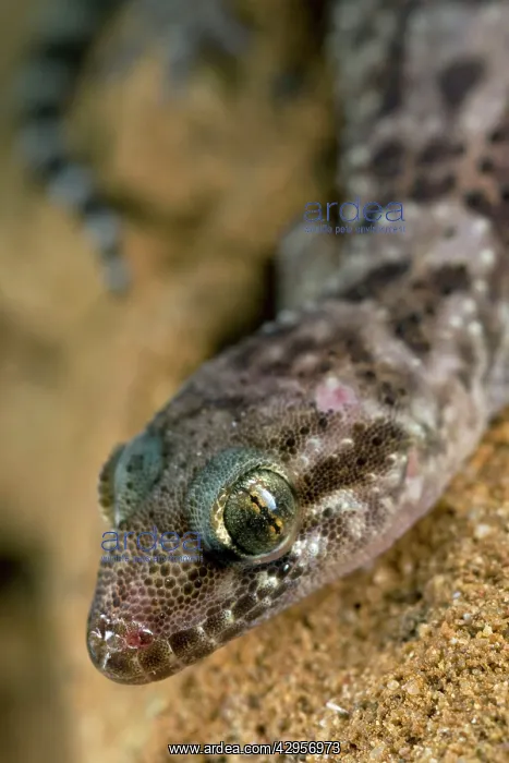 : Turkish Gecko : Turkish Gecko