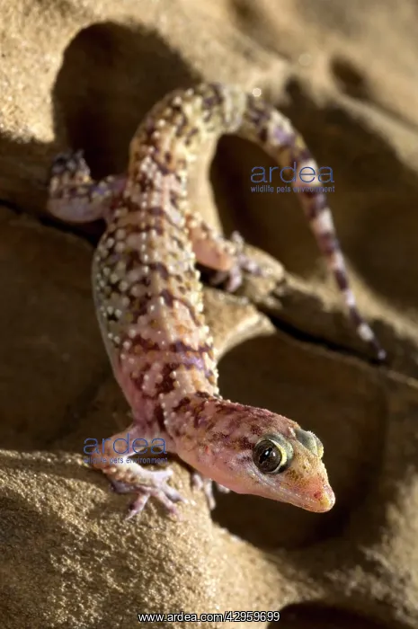 : Turkish Gecko : Turkish Gecko