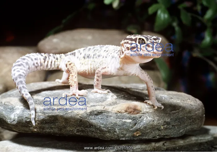 : Turkish GECKO : Turkish GECKO