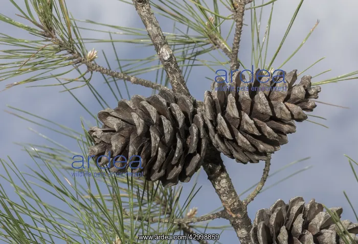 : Turkish Pine or Calabrian Pine, Pinus brutia; female : Turkish Pine or Calabrian Pine, Pinus brutia; female