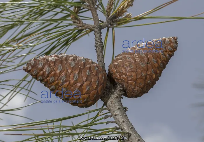 : Turkish Pine or Calabrian Pine, Pinus brutia; female : Turkish Pine or Calabrian Pine, Pinus brutia; female