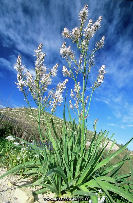: Turkish / Summer ASPHODEL / Silver Rod : Turkish / Summer ASPHODEL / Silver Rod