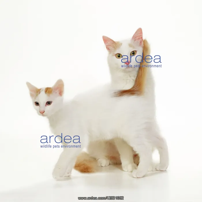  : Turkish Van Cat - mother and kitten