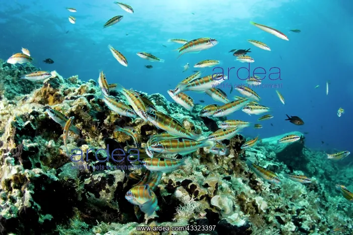: Turkish wrasse, Thalassoma pavo congregating to eat the eggs : Turkish wrasse, Thalassoma pavo congregating to eat the eggs