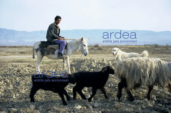: Turkmen shepherd on a donkey - accompanied by a : Turkmen shepherd on a donkey - accompanied by a