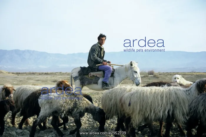 : Turkmen Shepherd - on a donkey - with sheep and : Turkmen Shepherd - on a donkey - with sheep and
