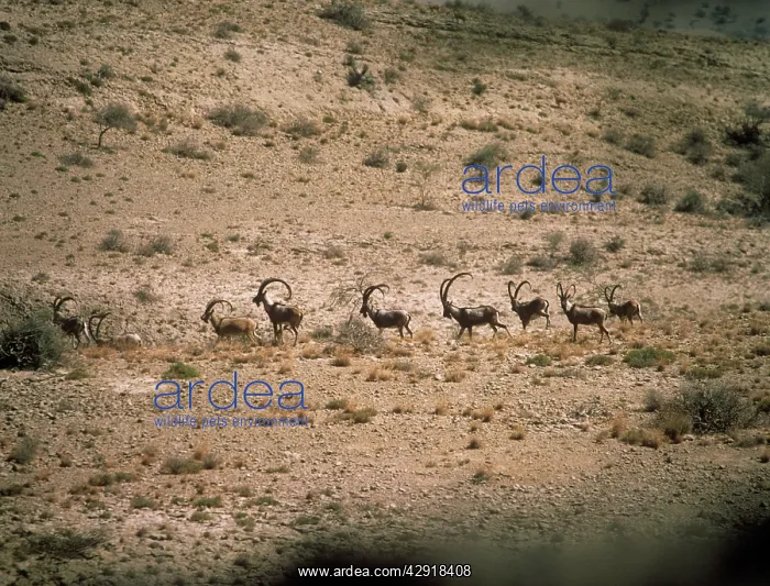 : Turkmen Wild Goat - bachelor herd moving across desert : Turkmen Wild Goat - bachelor herd moving across desert