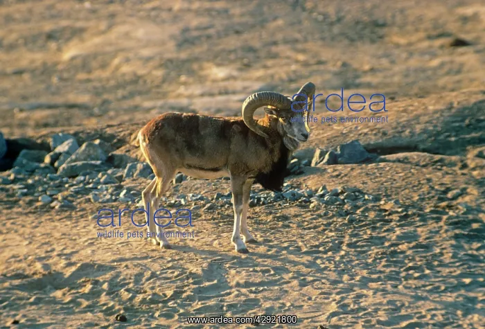 : Turkomen / Afghan Urial Sheep - male : Turkomen / Afghan Urial Sheep - male