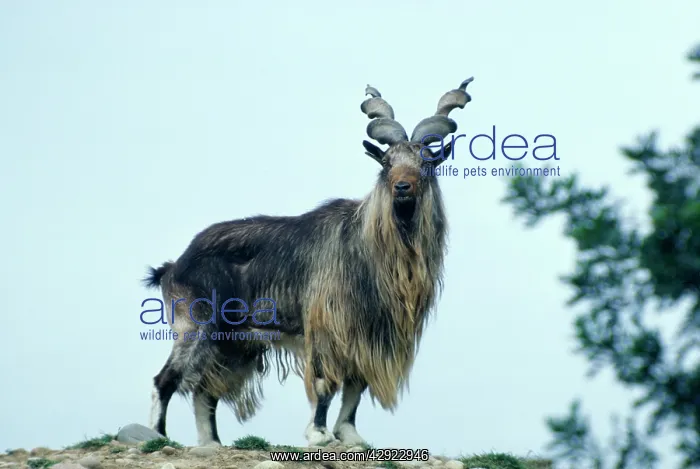 : TURKOMEN MARKHOR : TURKOMEN MARKHOR