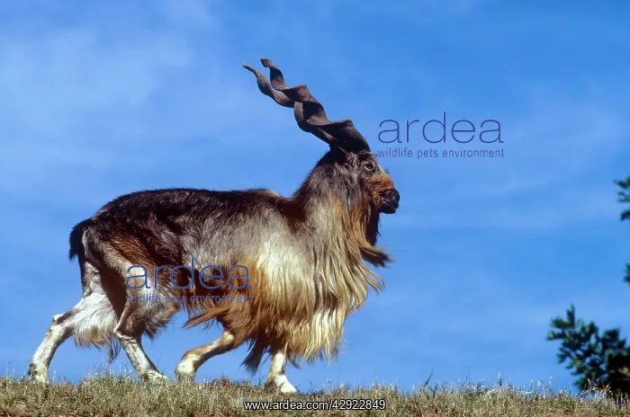 : TURKOMEN MARKHOR - male : TURKOMEN MARKHOR - male