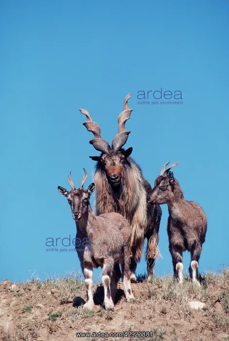 : Turkomen Markhor - one male & two females : Turkomen Markhor - one male & two females