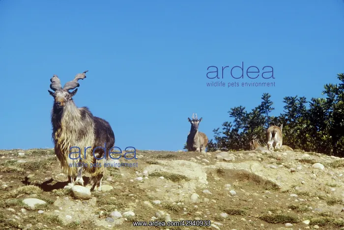 : Turkomen / Tadjik Markhor - male with two females : Turkomen / Tadjik Markhor - male with two females