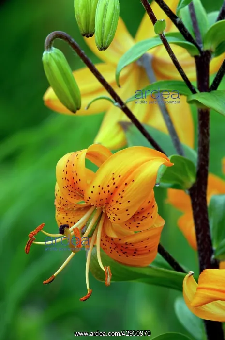: Turk's-cap Lily bears up to 20 pendulous orange : Turk's-cap Lily bears up to 20 pendulous orange