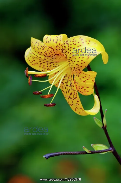 : Turk's-cap Lily. The bulb produces up to 12 blooms : Turk's-cap Lily. The bulb produces up to 12 blooms
