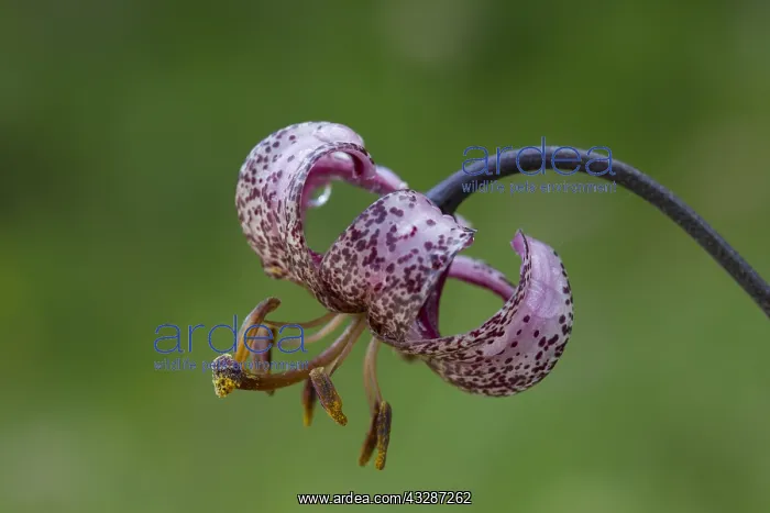 : Turk's Cap, Martagon Lily - flowering - Hohe Tauern : Turk's Cap, Martagon Lily - flowering - Hohe Tauern