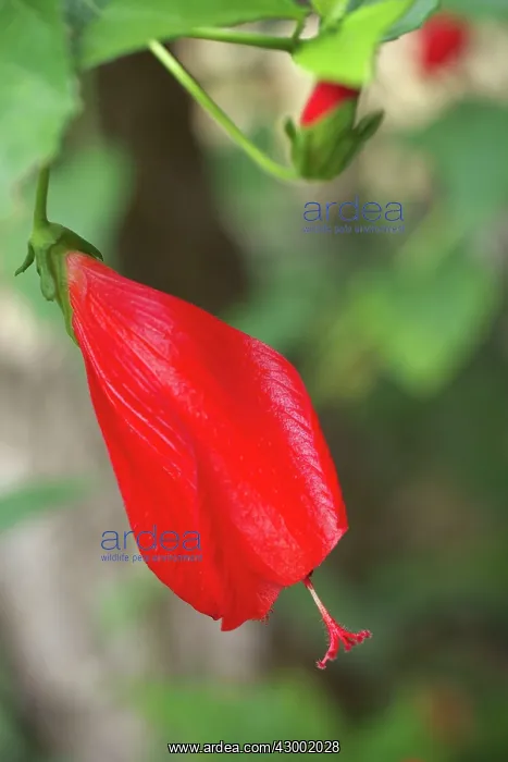 : Turk's Cup Mallow : Turk's Cup Mallow