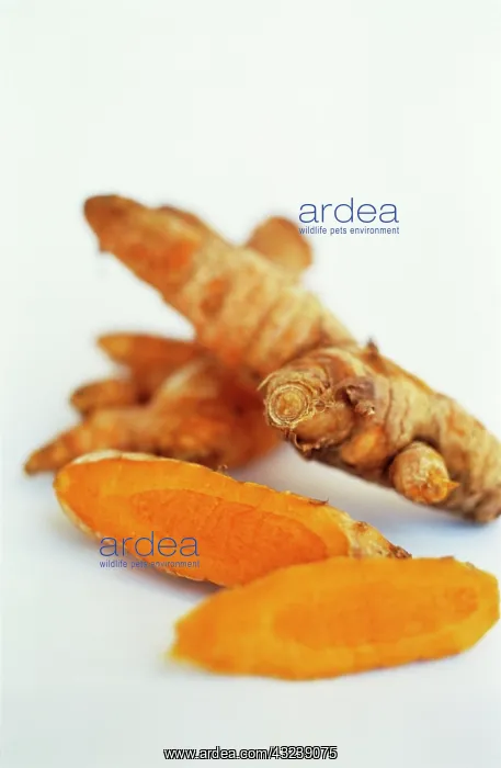 : Turmeric, Curcuma longa : Turmeric, Curcuma longa