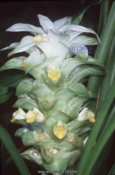  : TURMERIC - in flower. Tropical perennial