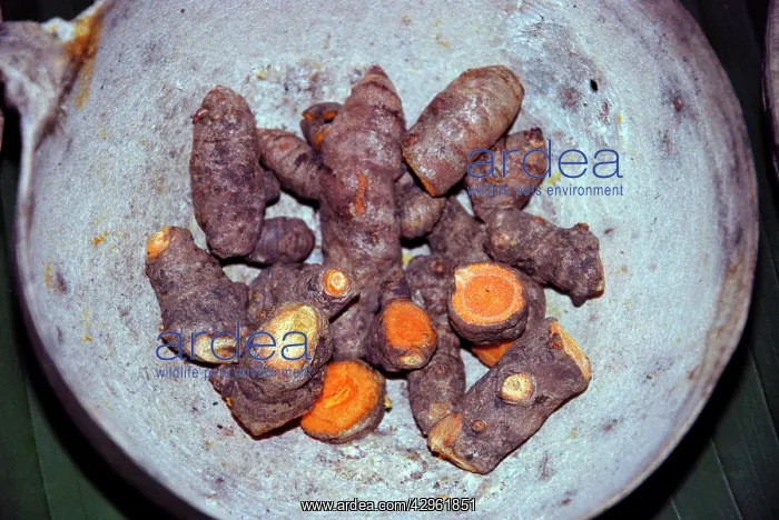 : Turmeric Root, widely grown in the tropics as a : Turmeric Root, widely grown in the tropics as a