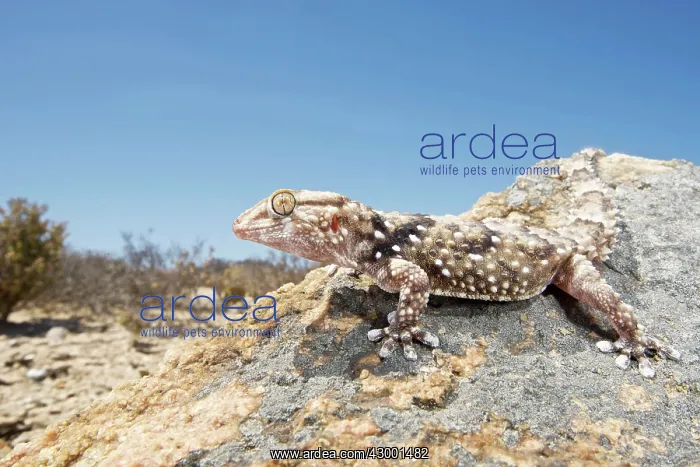: Turner's Thick-Toed Gecko : Turner's Thick-Toed Gecko