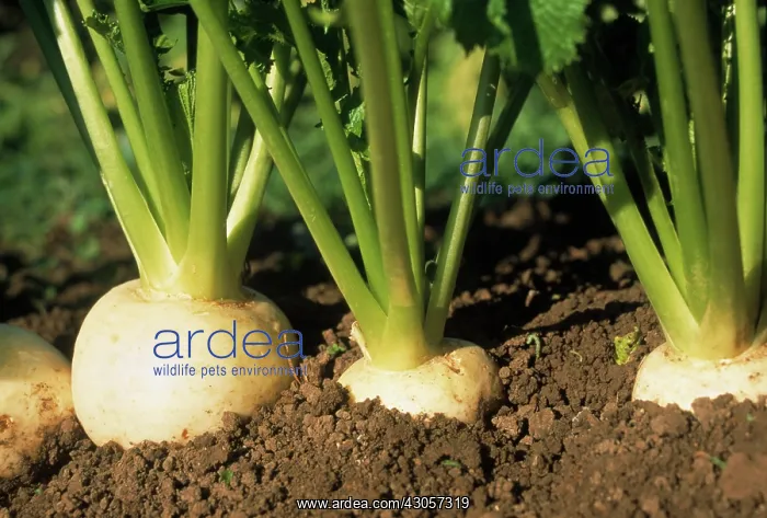: Turnip, Brassica rapa : Turnip, Brassica rapa