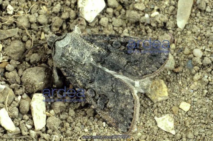 : Turnip cutworm : Turnip cutworm