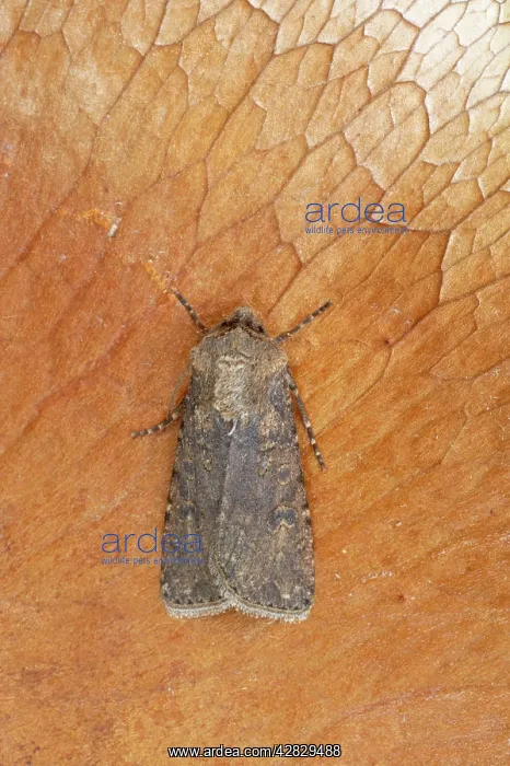  : Turnip Moth