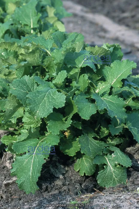 : Turnip Plants : Turnip Plants