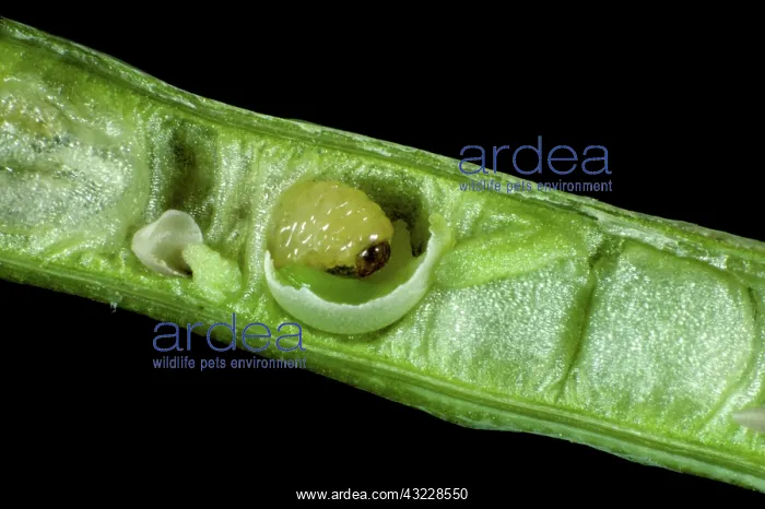 : Turnip seed weevil larva : Turnip seed weevil larva