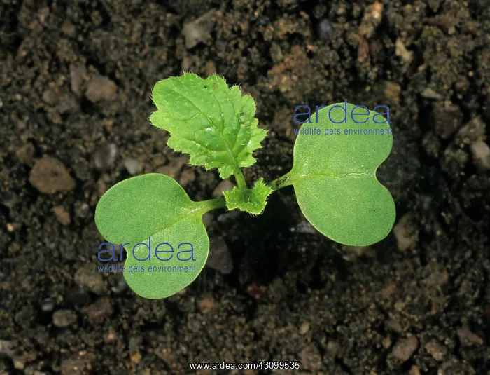 : Turnip seedling : Turnip seedling
