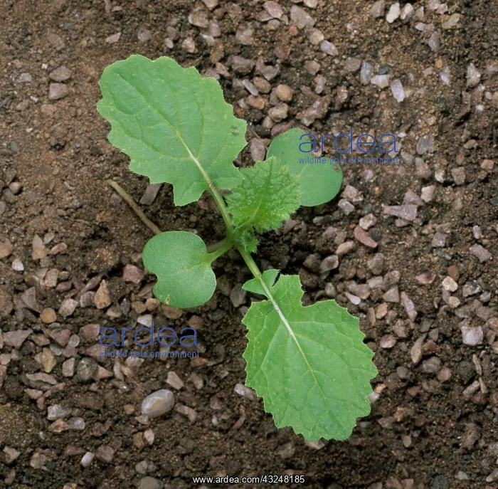 : Turnip Seedling : Turnip Seedling