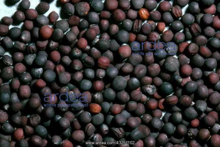 : Turnip Seeds : Turnip Seeds
