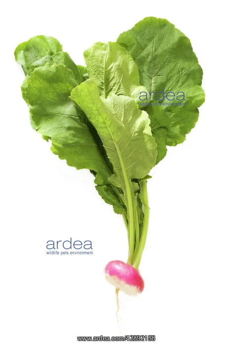  : Turnip - studio shot