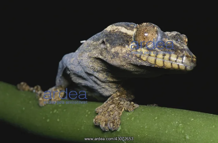 : Turnip-tailed Gecko : Turnip-tailed Gecko