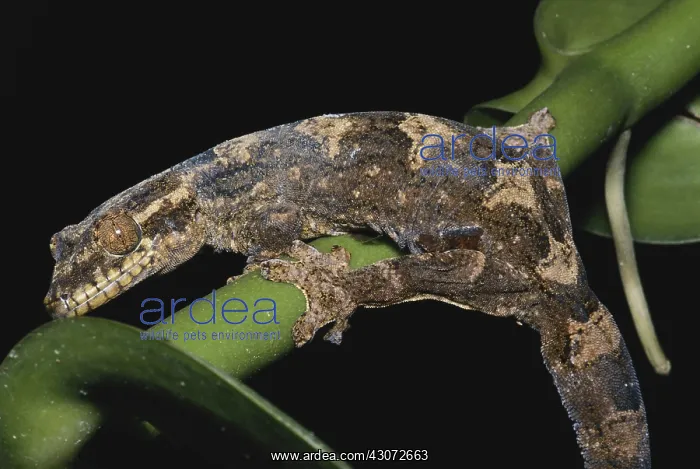 : Turnip-tailed Gecko : Turnip-tailed Gecko