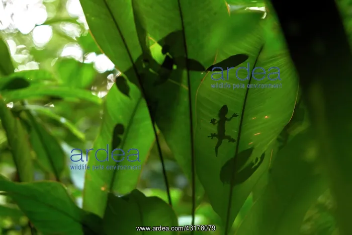 : Turnip-tailed Gecko (Thecadactylus rapicauda) under : Turnip-tailed Gecko (Thecadactylus rapicauda) under