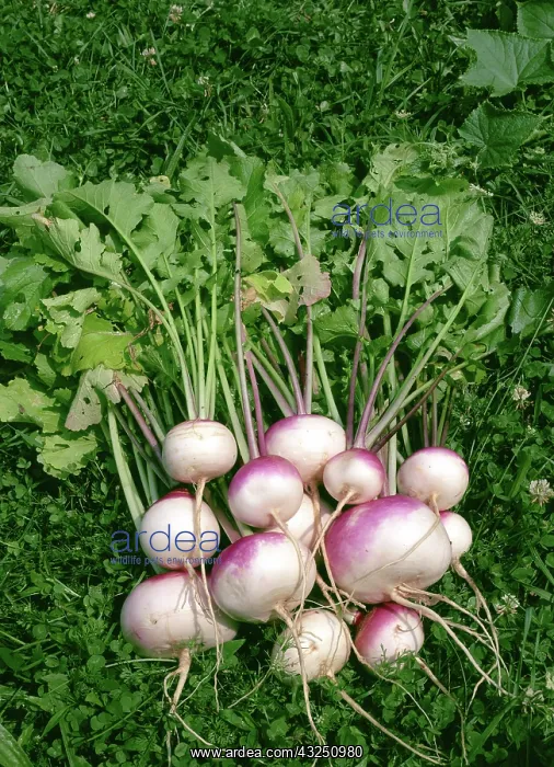 : Turnips. Purple Top White Globe Turnips (Brassica rapa), Pennsylvania, cultivated : Turnips. Purple Top White Globe Turnips (Brassica rapa), Pennsylvania, cultivated