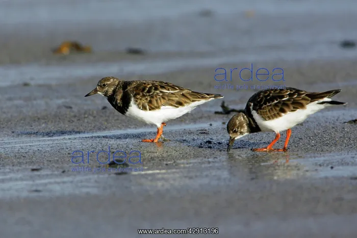 : Turnstone - 2 birds feeding on shore at low tide, autumn : Turnstone - 2 birds feeding on shore at low tide, autumn