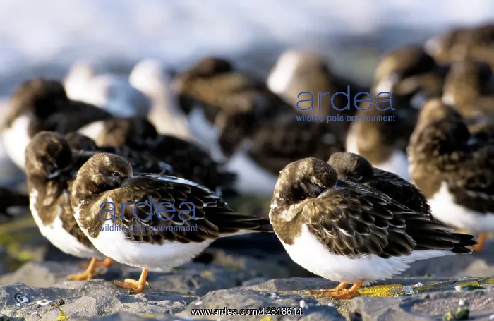  : Turnstone (Arenaria interpres)