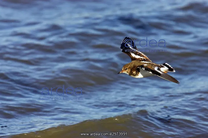 : Turnstone (Arenaria interpres). In Flight Along Shore at High Tide - Whitstable - Kent : Turnstone (Arenaria interpres). In Flight Along Shore at High Tide - Whitstable - Kent