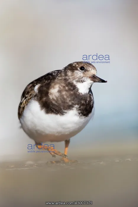 : Turnstone (Arenaria interpres). Cornwall - UK : Turnstone (Arenaria interpres). Cornwall - UK