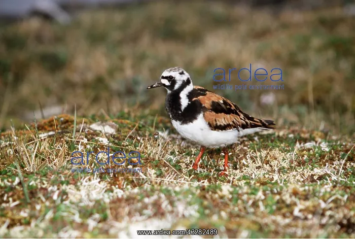 : TURNSTONE - adult : TURNSTONE - adult