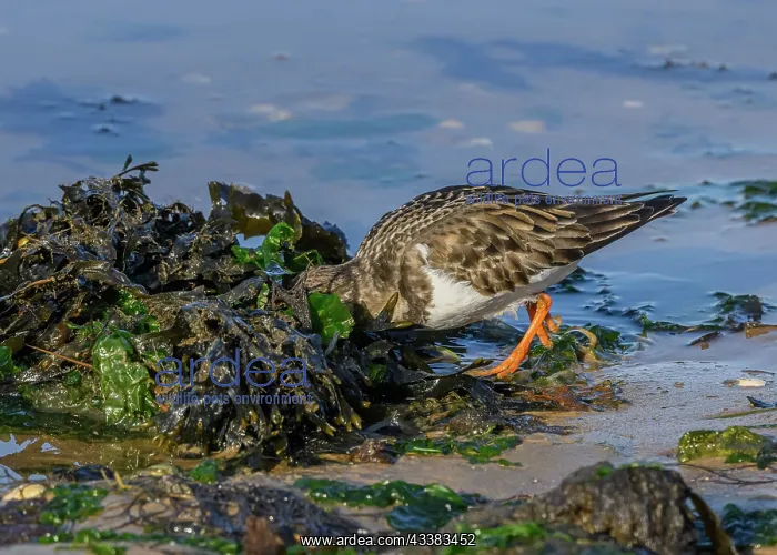 : Turnstone, Arenaria interpres, feeding along the : Turnstone, Arenaria interpres, feeding along the