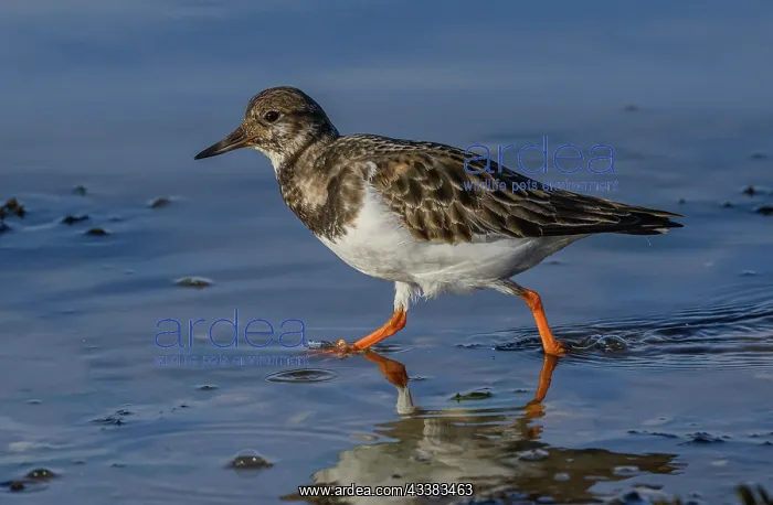 : Turnstone, Arenaria interpres, feeding along the : Turnstone, Arenaria interpres, feeding along the