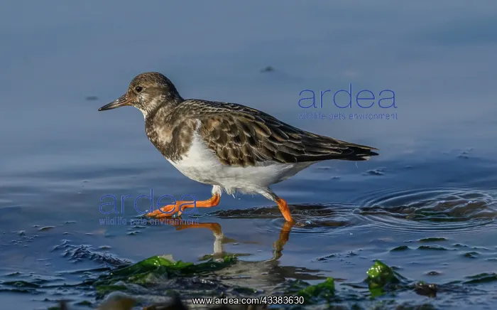 : Turnstone, Arenaria interpres, feeding along the : Turnstone, Arenaria interpres, feeding along the